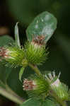 Lesser burdock